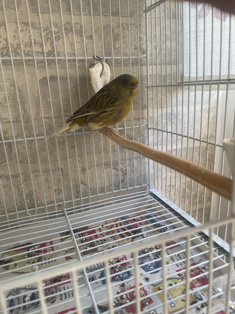 Canari glosteri