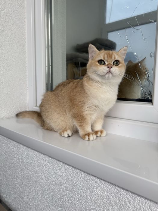 British shorthair golden