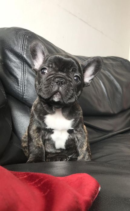 Bulldog francez mascul