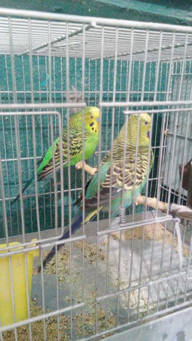 Peruși SemiStandard Pereche Schimb