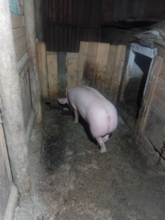 Porc de vânzare mai multe detalii la numărul de telefon