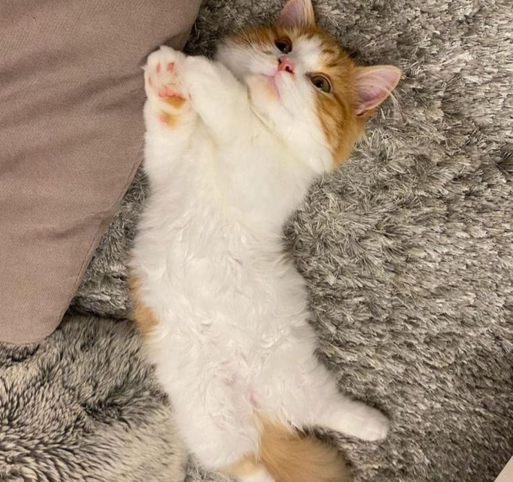 Siberiana de Pădure