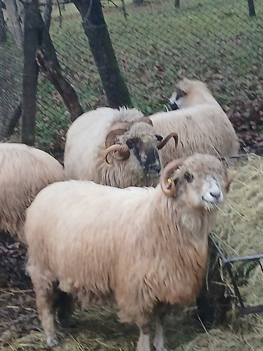 Berbec bucalau de vanzare