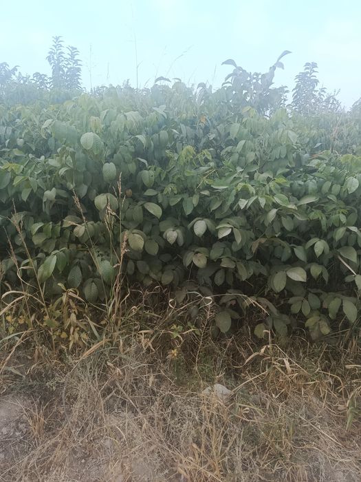 Mevali daraxtlar hammasi kafolatlanadi