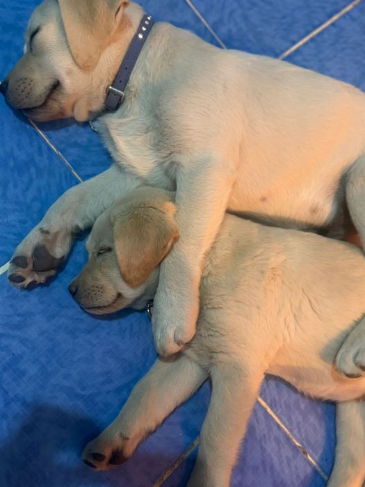 Лабрадор ретривер