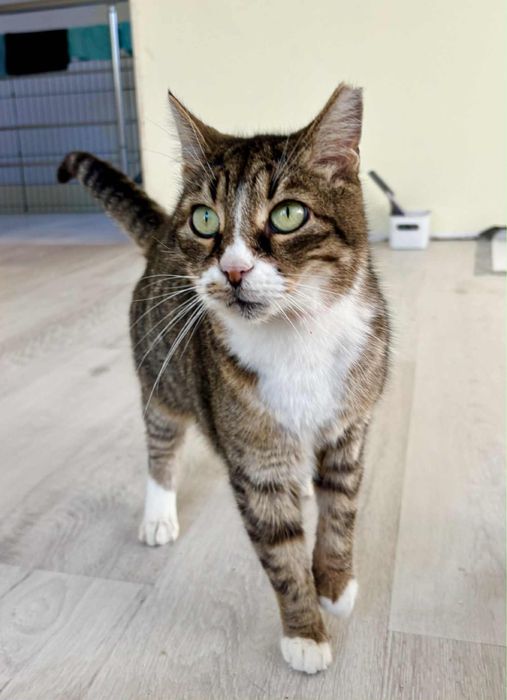 Котанка търси спешно дом или приемна грижа