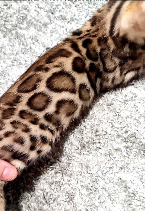 bengal cu pedigree,felisa autorizata