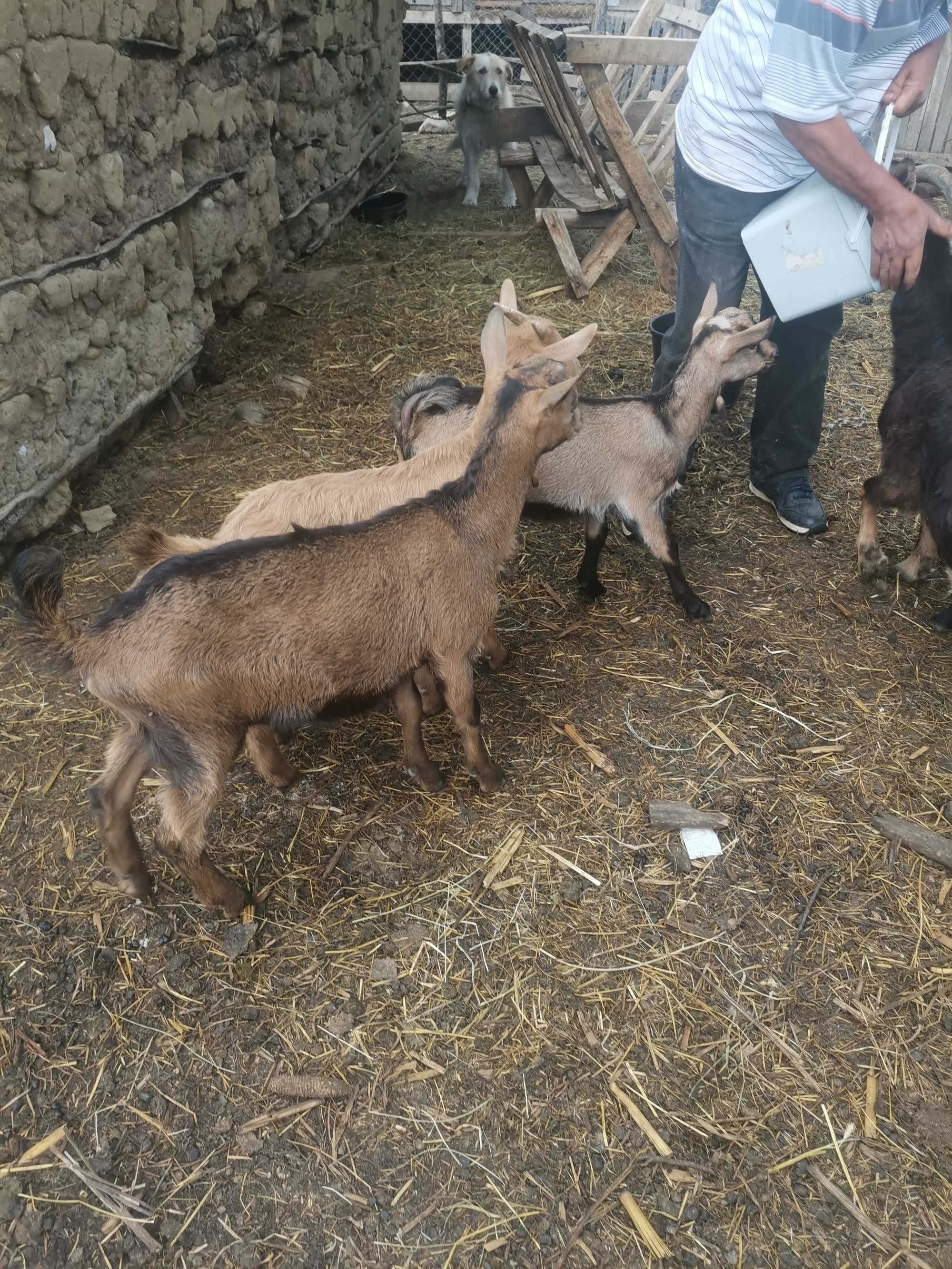 Tapi si iezi alpina