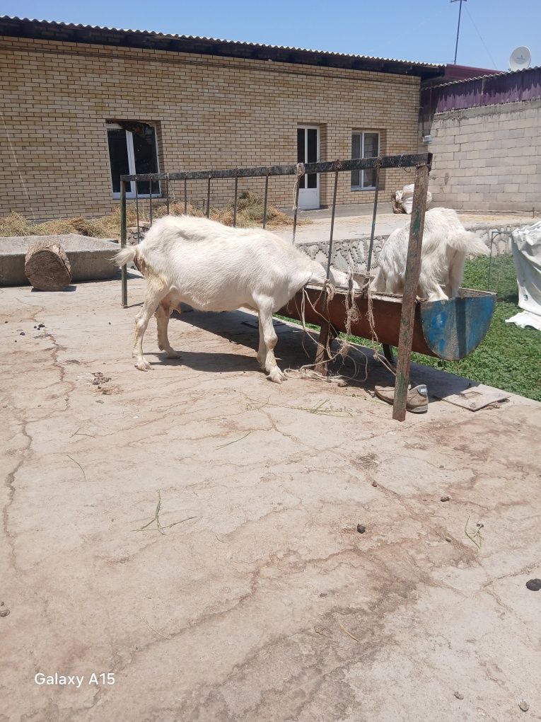 Zanin zotli echki sotiladi Ona bola 2 litr sut beradi bolasi takacha