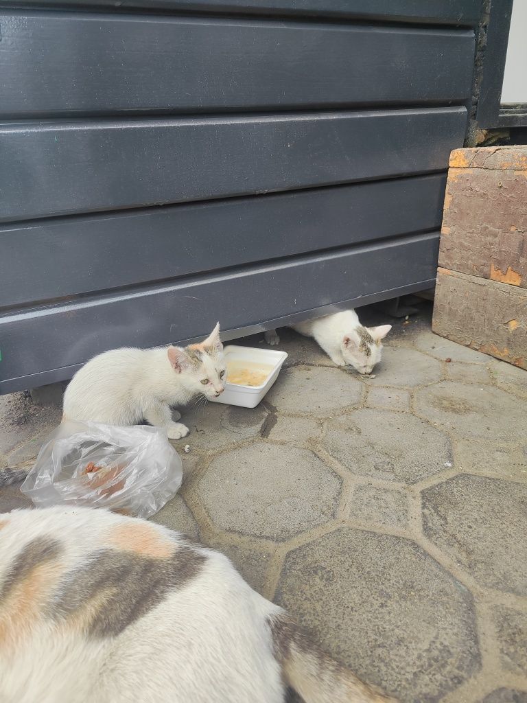 Котята к добрым людям