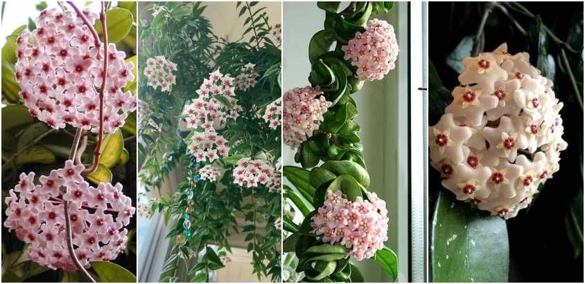 Butasi si plante adulte Lacrima Maicii Domnului, Hoya Carnosa