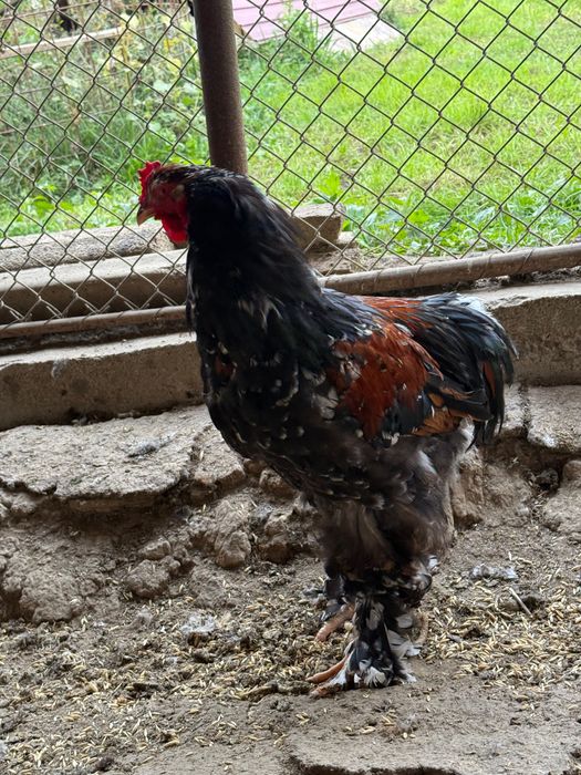 Vând pui de rasă sau găini de tăiat ( cocoși)