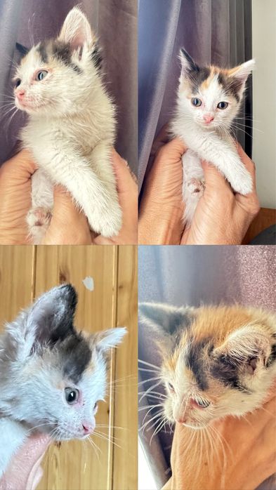 Котята ищут дом. Бесплатно!