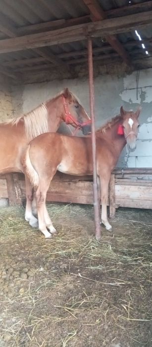 de vânzare (doar mânza) aștept oferte