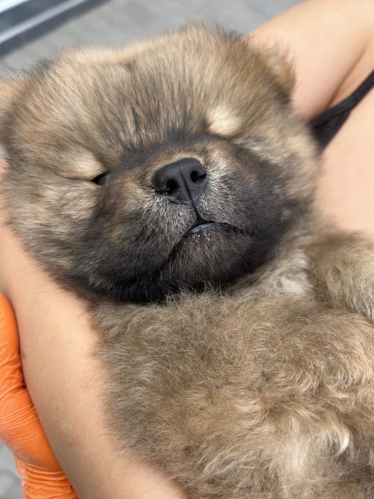 Chow chow rasa pura pedigree