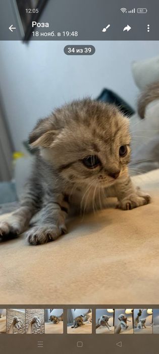 Котята Шотландский шиншилла