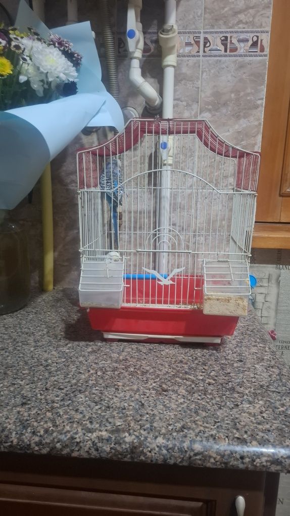 Kanareyka juft eri xotin