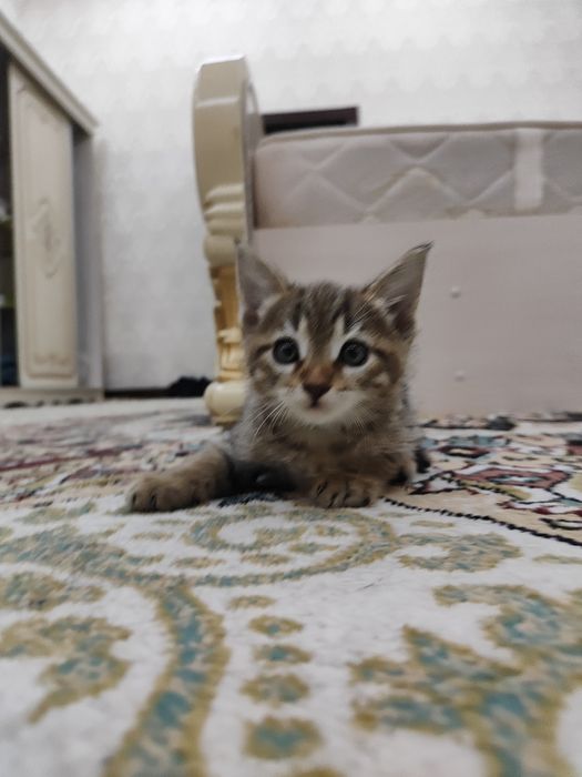 Damashni Mushuk bolalari tekinga beriladi