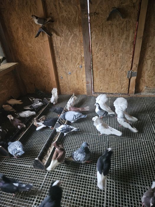 Vand sau schimb pe cereale 30 Porumbei 2024 si 2025 40 lei bucata