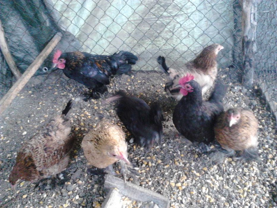 gaini si cocosei pitici mii de flori