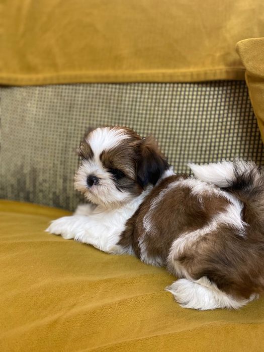 Shih-tzu talie mica