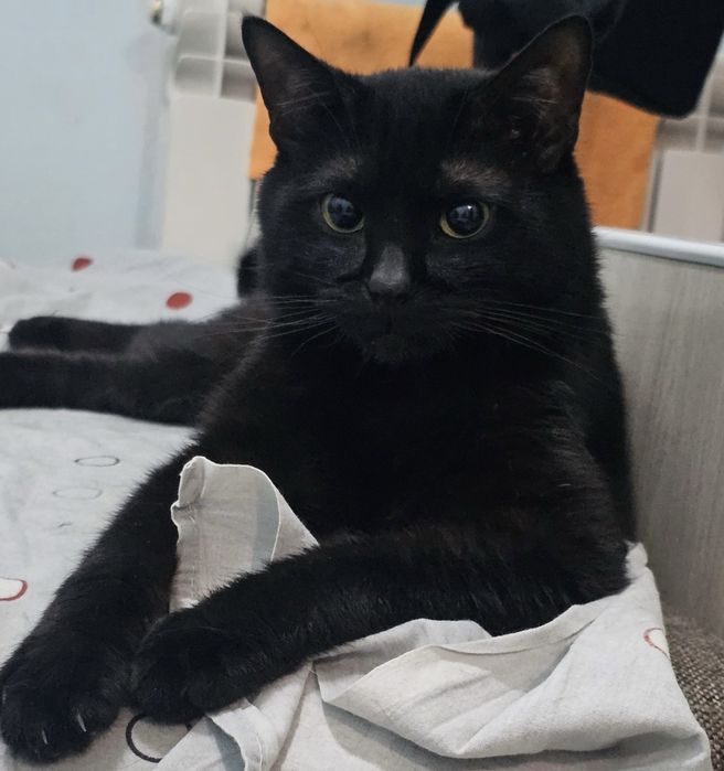 Кот кошка отдам