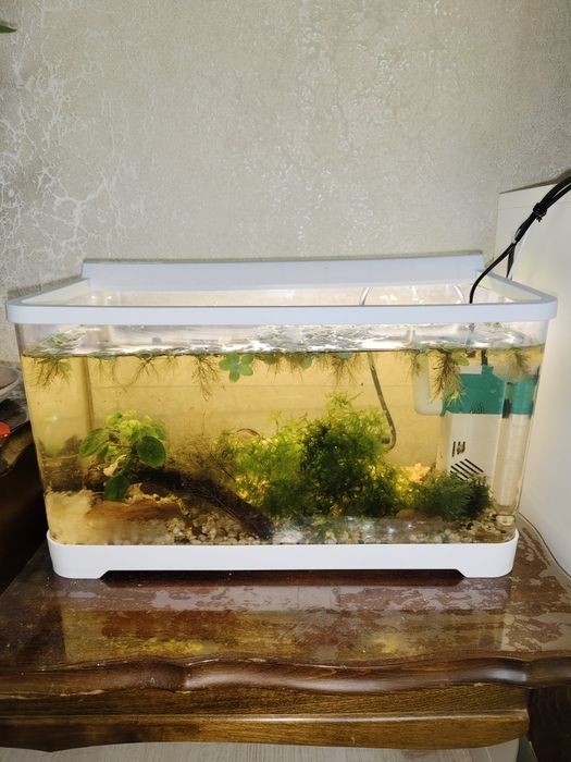 Аквариум для Петушка