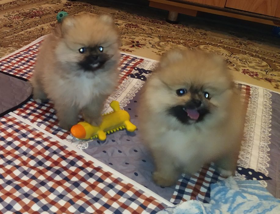 Девочки померанского шпица