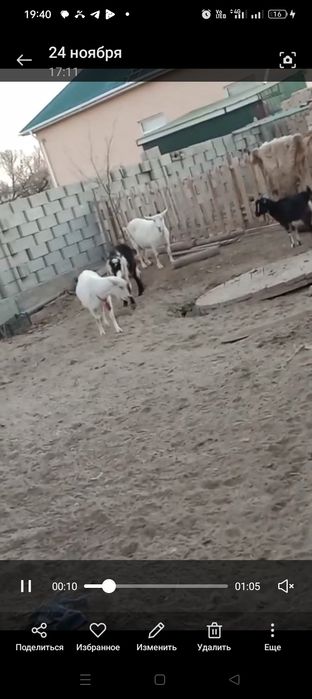 Занен алпи ешкилер