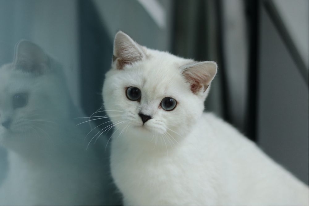 Британска чинчила