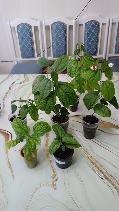 Клеродендрум томпсона