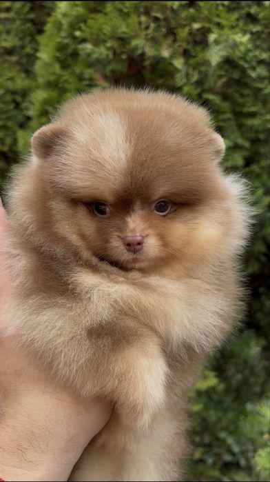 Мини померанский шпиц!