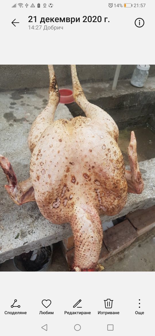 Прадавам пуйки за месо, оплодени яйца