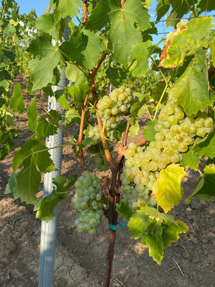 Struguri de vin Muscat Ottonel si Merlot