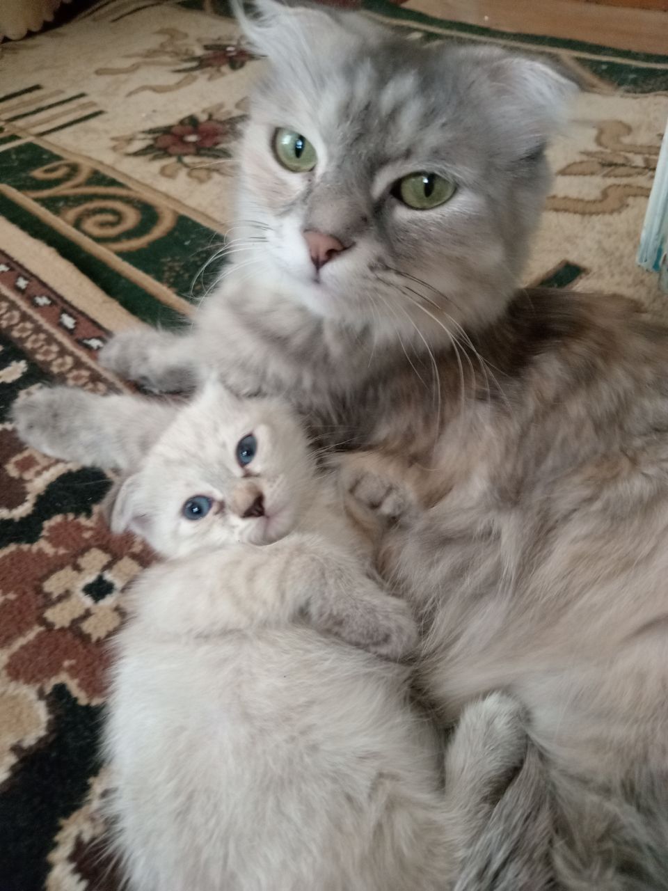 Продаются веслоухие котята