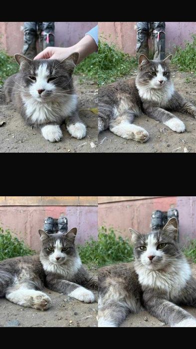 Коту (кошке) нужен дом!