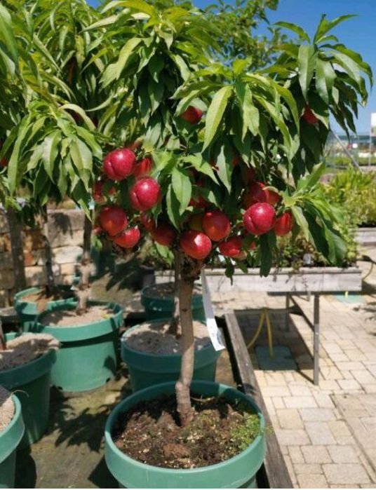 Pomi fructiferi La Ghiveci (Nectarin)