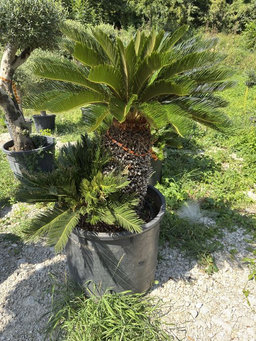 Vand si amenajez curti cu plante si gazon