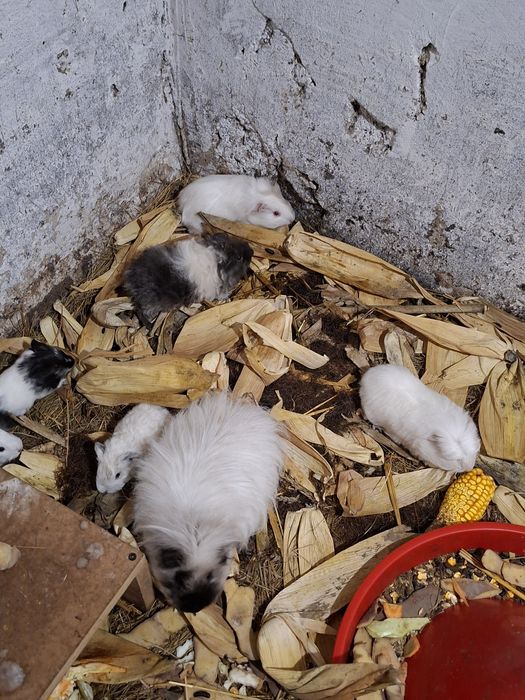 Porcusori de guineea