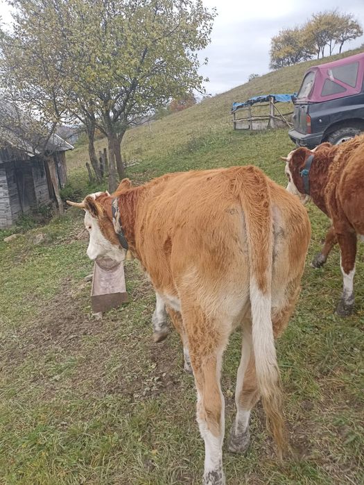 Vând juninci viu sau carcasă