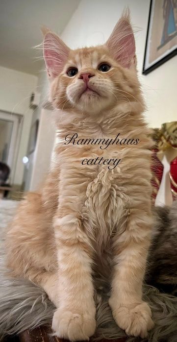 Felisa autirizata WCF, vinde pisoi cu pedigree rasa Maine coon