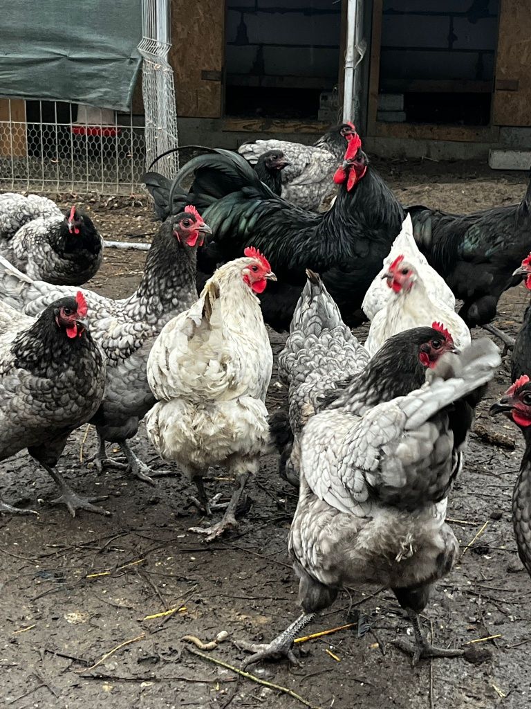 Ouă găini australorp