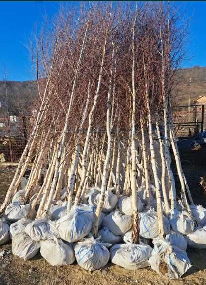 Mesteceni, Tei, Platani și Salcie – plante ornamentale de calitate