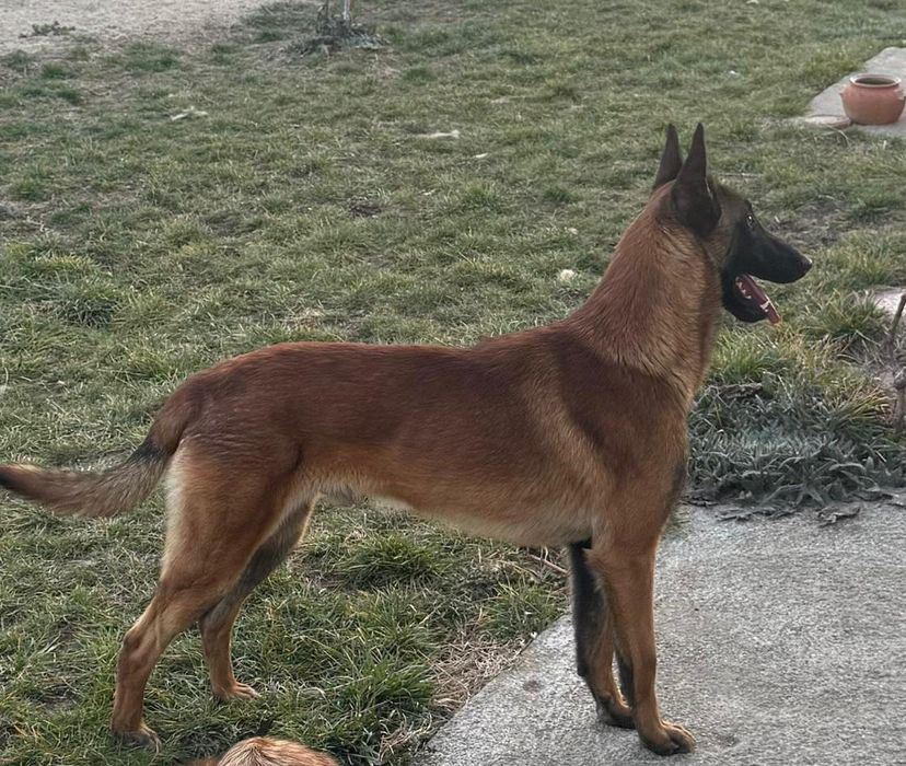 Белгийска овчарка -Малиноа.