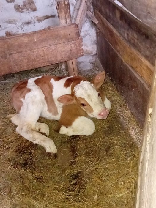 Vând vițeaa bălțată românească