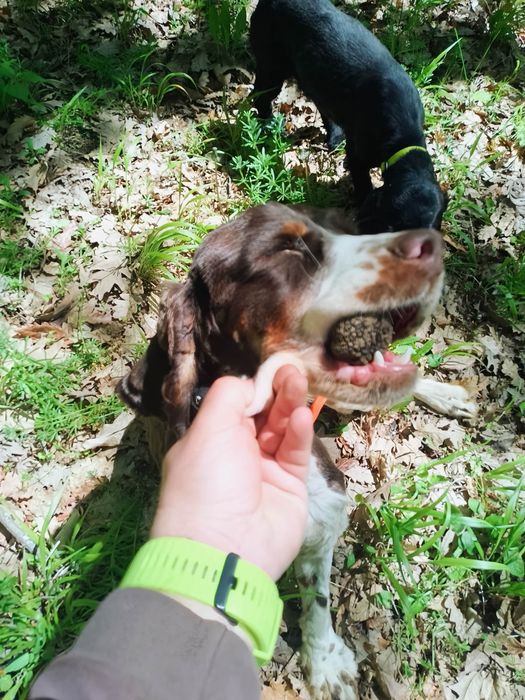 Мъжко и женско кученце Кокер-спрингер шпаньол