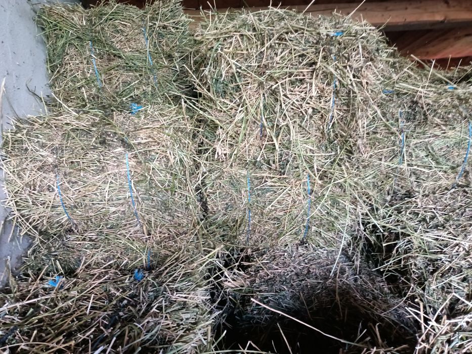 Vând baloți de lucernă