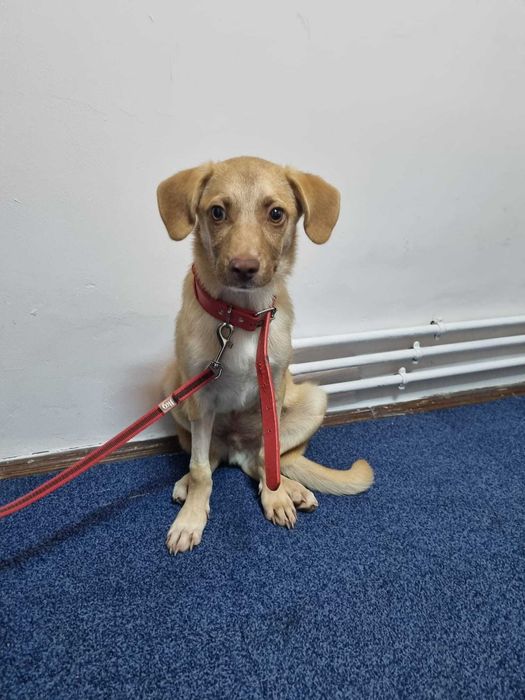 Adopta-l pe SCOOBY DOO – micul erou care a invins moartea!