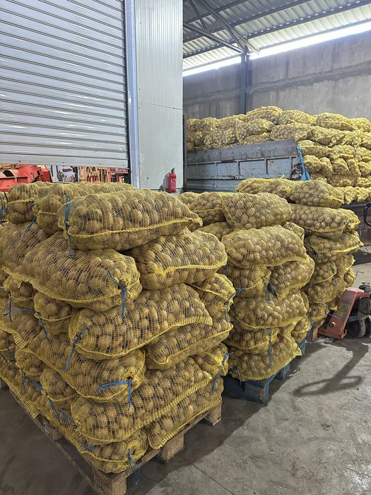 Картофи Сорая 35-50