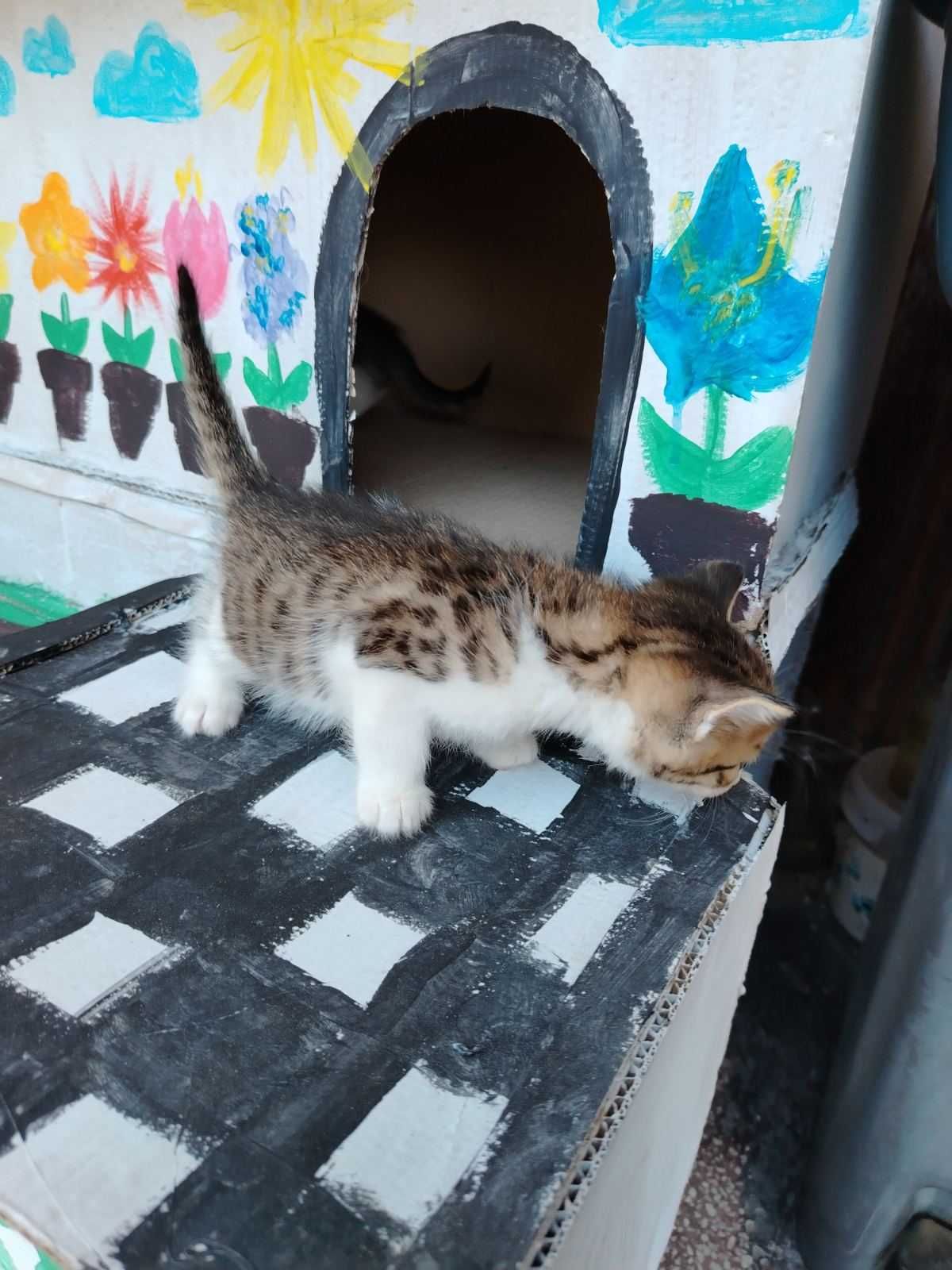 Малки котенца търсят дом